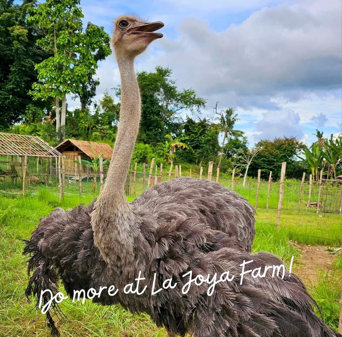 동물 먹이주기 1